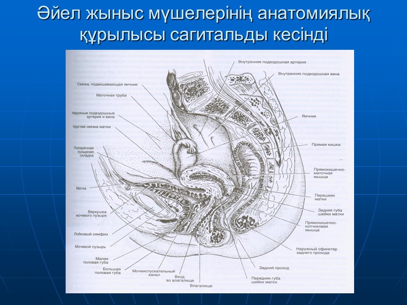 Әйел жыныс мүшелерінің анатомиялық құрылысы сагитальды кесінді